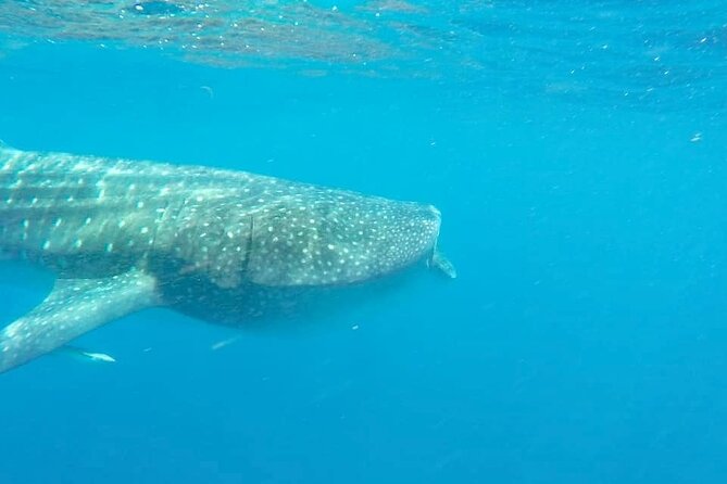 Whale Shark Adventure in Isla Mujeres and Cancun - Snorkeling Experience