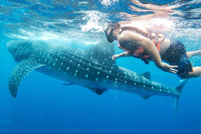 Whale Shark Adventure in Isla Mujeres and Cancun - Customer Reviews
