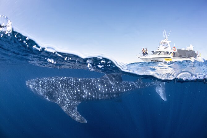 Whale Shark Adventure Tour - Inclusions