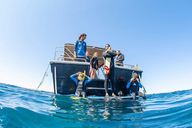 Whale Shark Adventure Tour - Customer Feedback