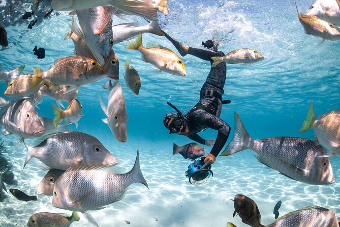 Whale Shark Adventure Tour - Booking and Reservations