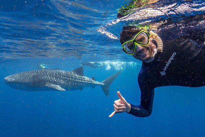 Whale Shark Adventure Tour - Whale Shark Sightings