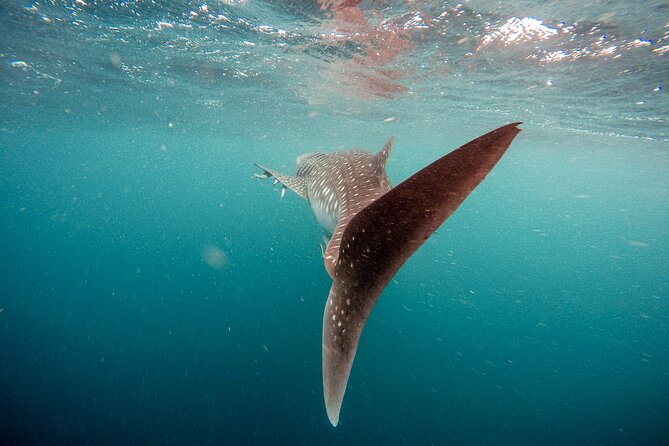 Whale Shark Adventure With a Marine Biologist - Exceptional Inclusions for the Experience
