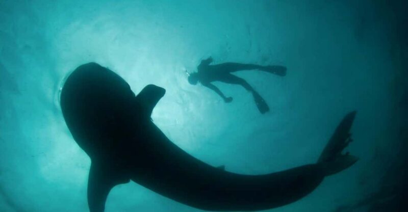 Whale Shark Adventure With Marine Biologists, 4-Hour Tour - Itinerary and Experience