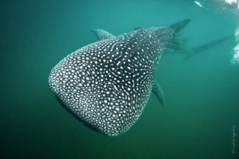 Whale Shark Adventure With Marine Biologists, 4-Hour Tour - Important Information