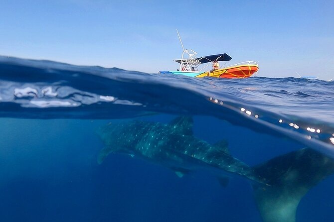 Whale Shark and Snorkeling Adventure From Isla Holbox - Meeting Point and Pickup