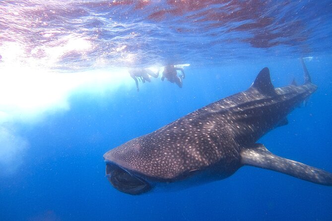 Whale Shark and Snorkeling Adventure From Isla Holbox - Safety and Accessibility Information