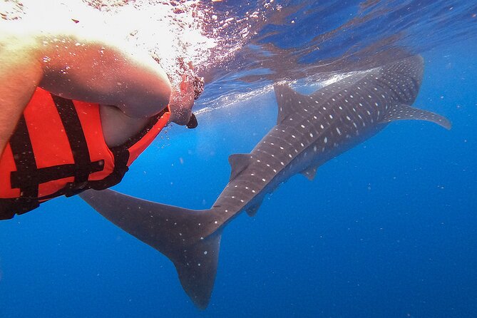 Whale Shark and Snorkeling Adventure From Isla Holbox - Whale Shark Season and Arrival