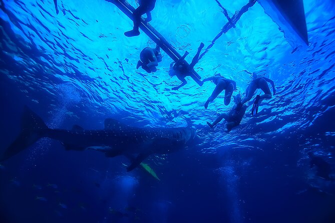 Whale Shark Encounter and Kawasan Falls Canyoneering With Lunch - Customer Feedback and Reviews