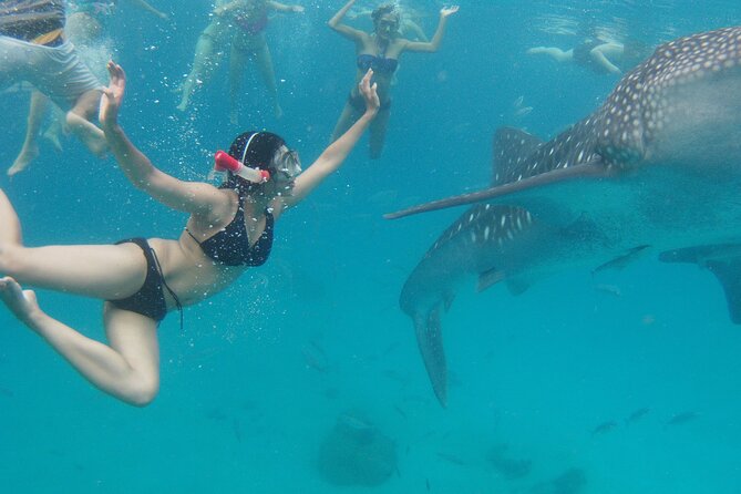 Whale Shark Encounter and Sumilon Sandbar With Kawasan Falls - Important Information