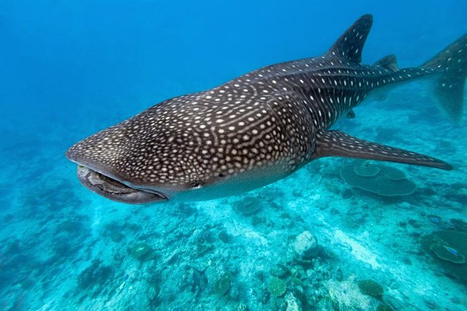 Whale Shark Encounter and Sumilon Sandbar With Kawasan Falls - Additional Information