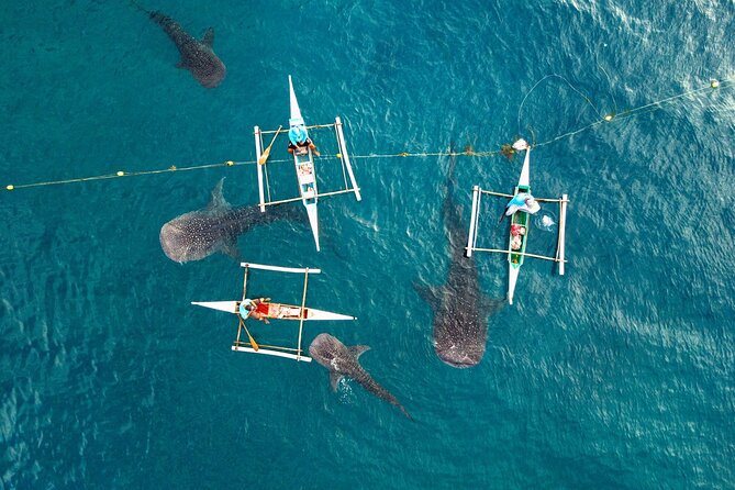 Whale Shark Encounter and Tumalog Waterfalls Tour - Tour Schedule