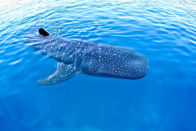Whale Shark Encounter Experience in Cancun (Snack Lunch Included) - Pricing and Inclusions