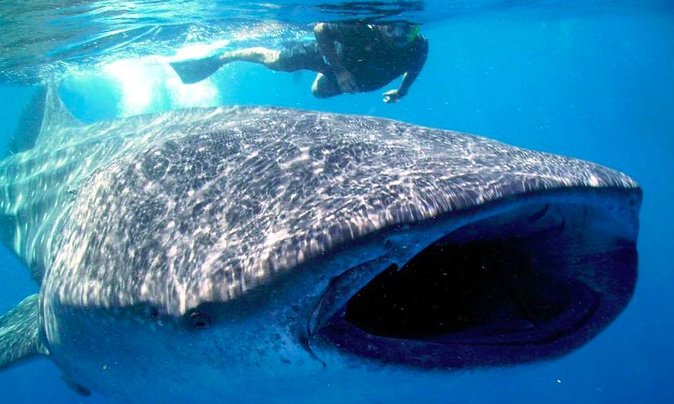 Whale Shark Encounter Experience in Cancun (Snack Lunch Included) - Tour Conditions and Requirements