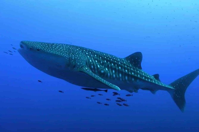 Whale Shark Encounter Experience in Cancun (Snack Lunch Included) - Customer Reviews and Feedback