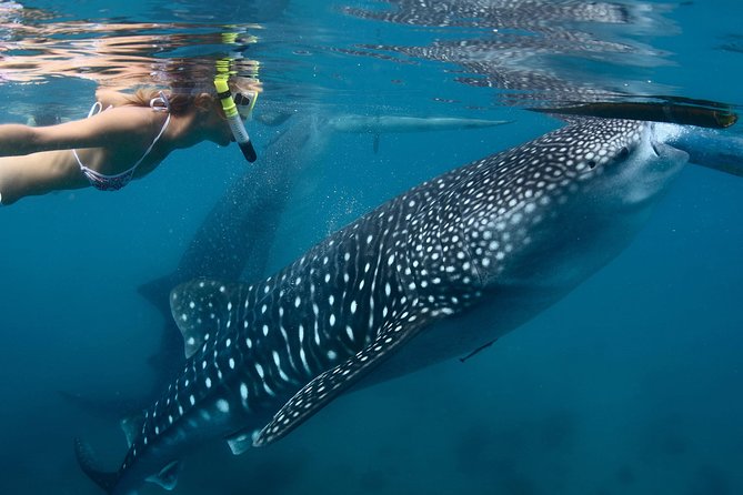 Whale Shark Encounter Experience in Cancun (Snack Lunch Included) - Whale Shark Conservation Efforts