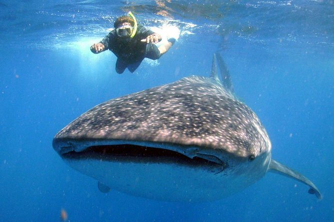 Whale Shark Encounter Experience in Cancun (Snack Lunch Included) - Frequently Asked Questions