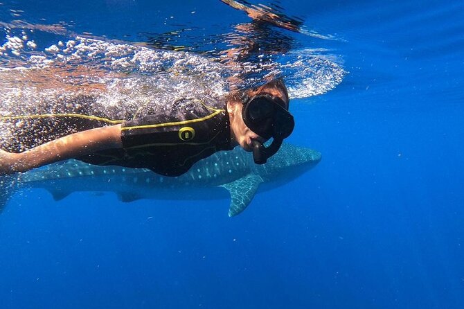Whale Shark Encounter Full-Day All Inclusive Tour From Riviera Maya - Whale Shark Encounter