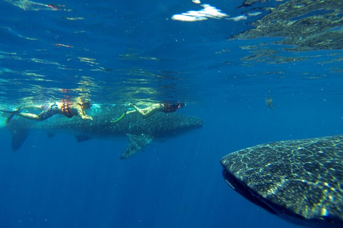 Whale Shark Encounter Full-Day All Inclusive Tour From Riviera Maya - Tour Activities