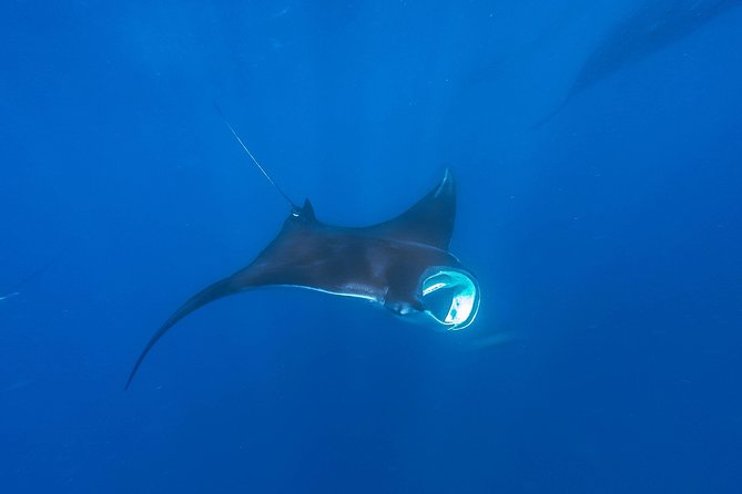 Whale Shark Encounter Full-Day All Inclusive Tour From Riviera Maya - Transportation and Logistics