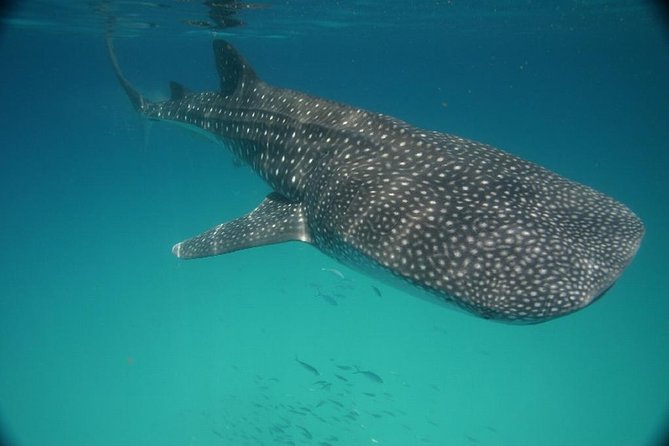 Whale Shark Encounter Full-Day All Inclusive Tour From Riviera Maya - Tour Reviews