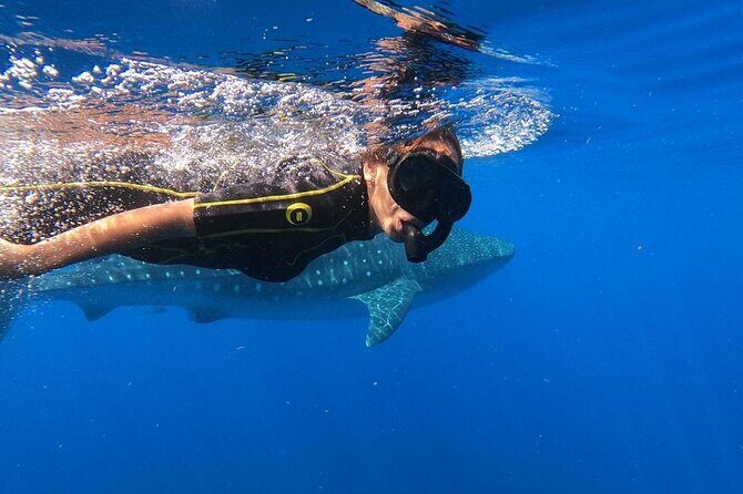Whale shark encounter Private tour - swim with whale shark cancun - Introduction to the Whale Shark Encounter Private Tour