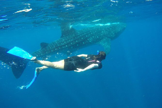 Whale shark encounter Private tour - swim with whale shark cancun - The Sum Up: Is This Tour Right for You?