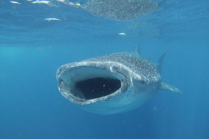 Whale shark encounter Private tour - swim with whale shark cancun - FAQ