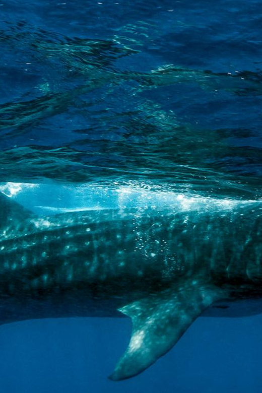 Whale Shark Encounter With Ceviche in Playa Norte - Key Points