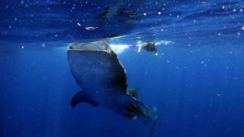 Whale Shark Encounter With Ceviche in Playa Norte - Experience and Itinerary