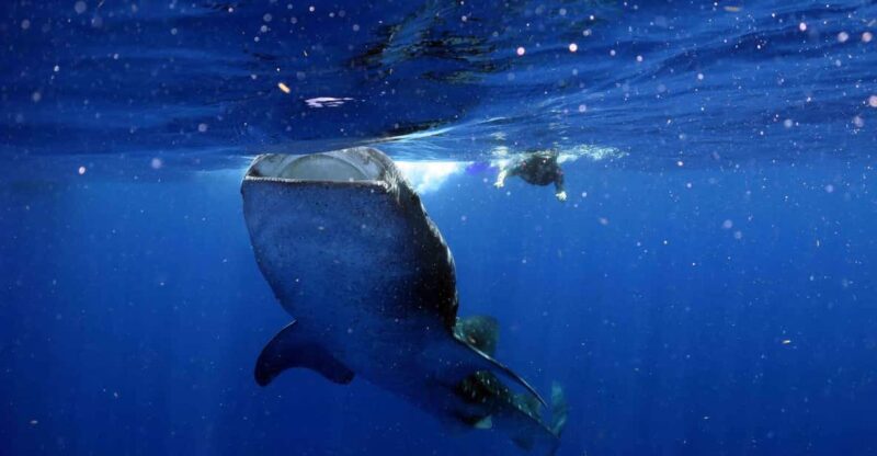 Whale Shark Encounter With Ceviche in Playa Norte - Highlights and Activities