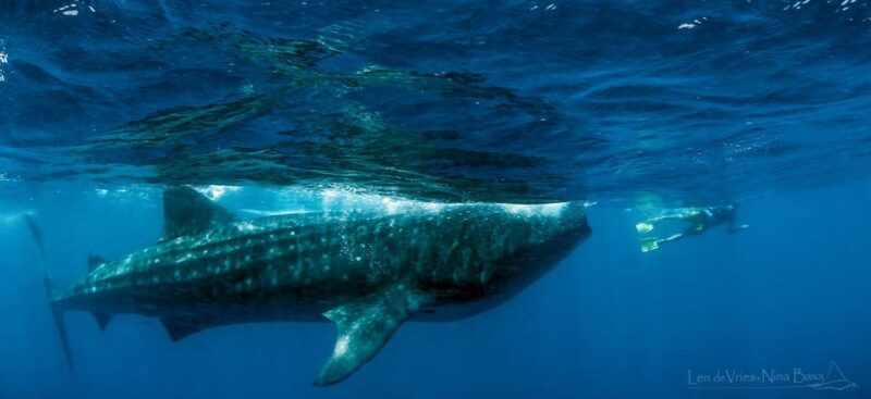 Whale Shark Encounter With Ceviche in Playa Norte - Important Information