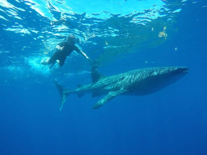 Whale Shark Encounter With Ceviche in Playa Norte - What to Expect Underwater