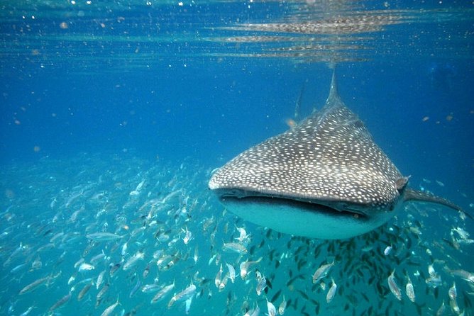 Whale Shark Experience From Playa Del Carmen - Tour Details and Inclusions