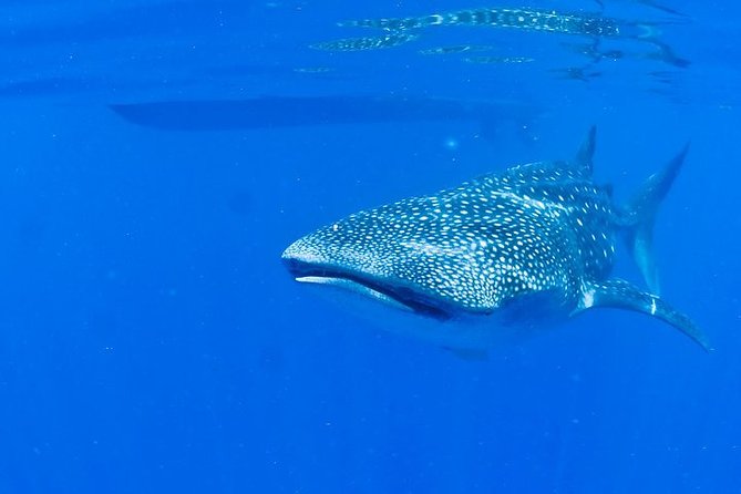 Whale Shark Experience From Playa Del Carmen - Pickup and Transportation