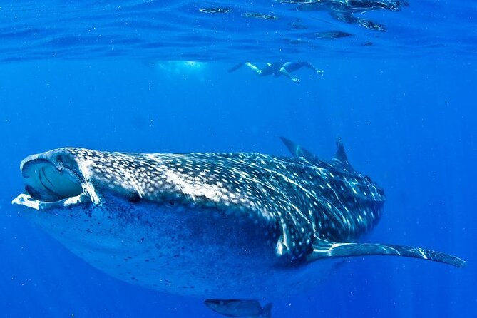 Whale Shark Experience From Playa Del Carmen - Whale Shark Swimming Opportunities