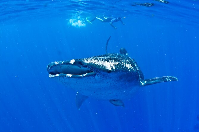 Whale Shark Experience From Playa Del Carmen - Environmental Considerations