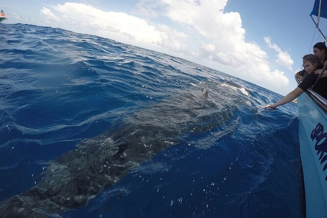 Whale Shark Experience From Playa Del Carmen - Important Information to Know