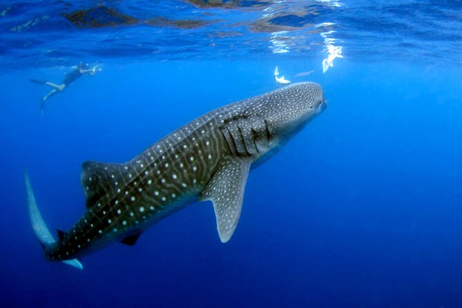Whale Shark Experience Lifetime Memory in Cancun (Snack Included) - Meeting Point and Pickup Arrangements
