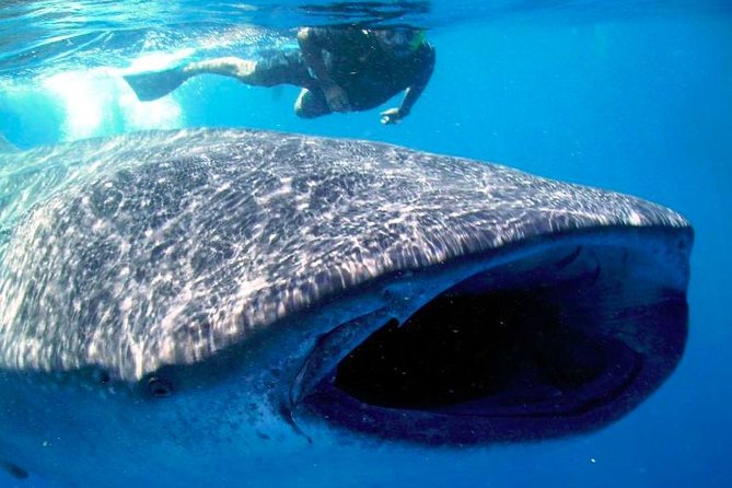 Whale Shark Experience Lifetime Memory in Cancun (Snack Included) - Positive Customer Experiences