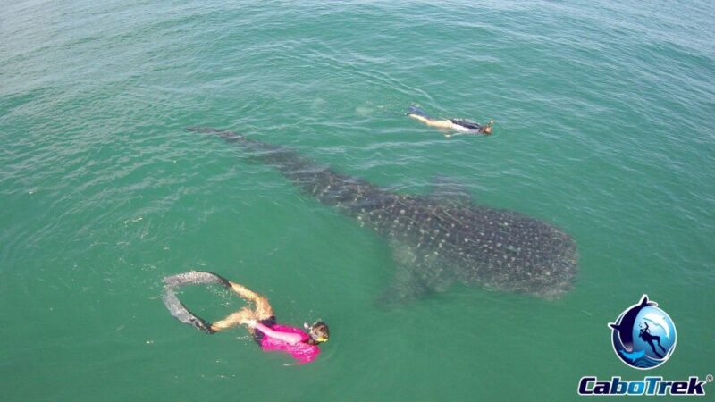 Whale Shark Experience - Inclusions and Exclusions