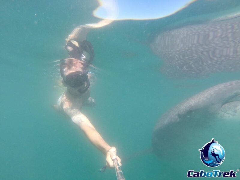 Whale Shark Experience - Conservation and Education