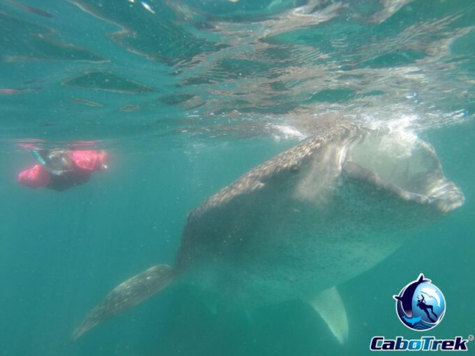 Whale Shark Experience - Preparing for the Adventure