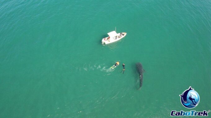 Whale Shark Experience - Highlights of the Experience
