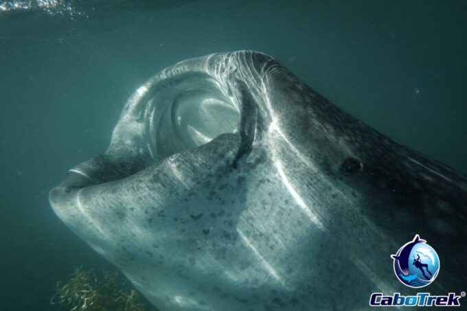 Whale Shark Experience - Frequently Asked Questions