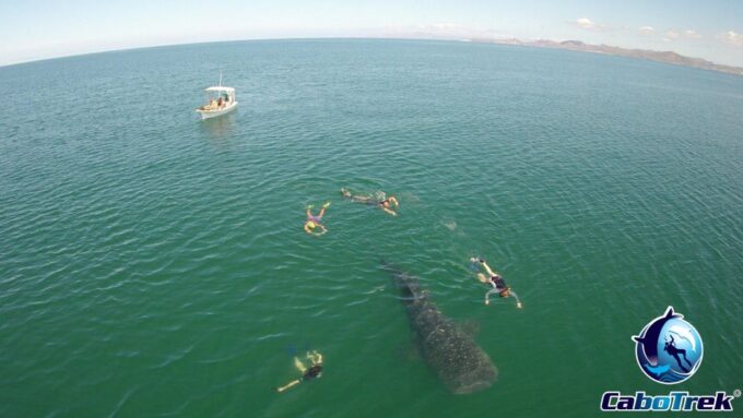 Whale Shark Experience - Frequently Asked Questions