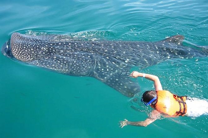 Whale Shark From Cancun, Riviera Maya and Tulum All Inclusive - Participant Information