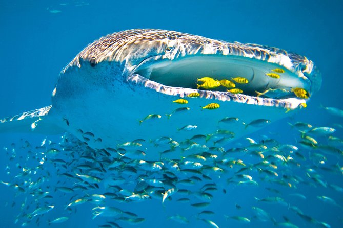 Whale Shark From Cancun, Riviera Maya and Tulum All Inclusive - Cancellation and Reservation Policy