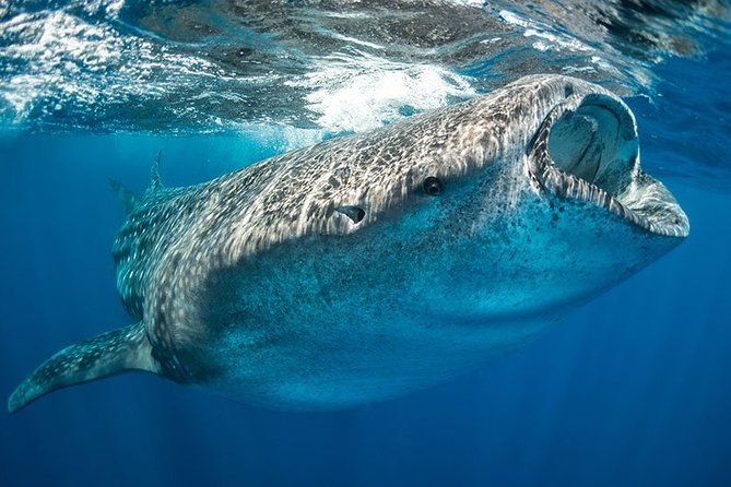 Whale Shark From Cancun, Riviera Maya and Tulum All Inclusive - Ceviche Tasting and Drinks