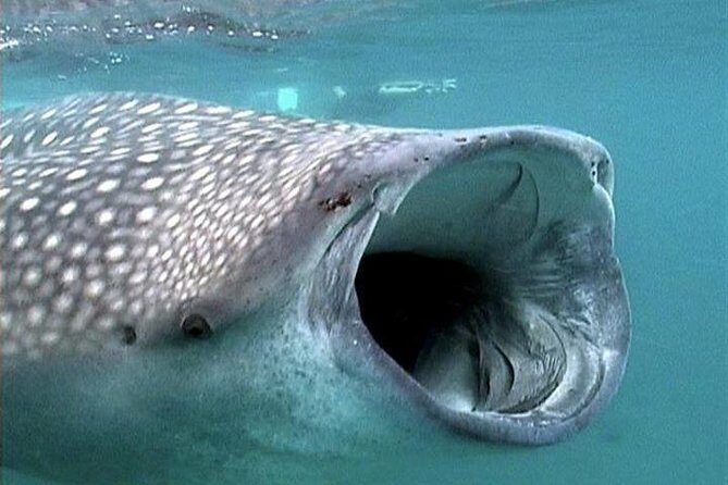 Whale Shark Group Adventure from Isla Holbox - What to Expect: An In-Depth Look